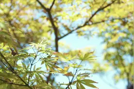 女人35岁变老？密码都藏在“七夕”里图片