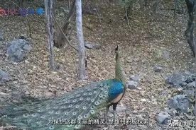 COP15七彩交响 | 保护绿孔雀，也是在保护中国传统文化图片