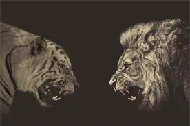 驯兽师用20头狮子围攻5只老虎，老虎死后宣称：老虎赢不了狮子！图片