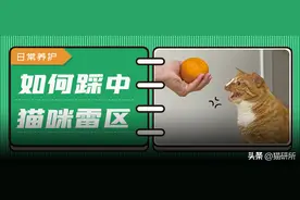 12件猫咪讨厌人类做的事，你中了几个？图片