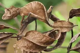 大自然神秘的伪装者！你能发现它们吗？图片