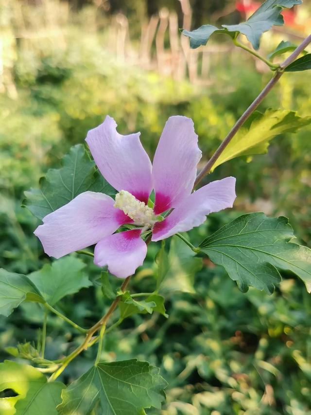 正是一年中花盛之时