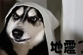 狗在地震之前有什么明显的反常行为？为什么地震要来狗先知？图片