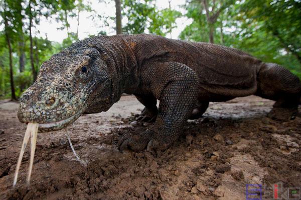 sbike动植物百科:世界上寿命最长的十大爬行动物(上)
