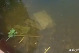 上海一公园有神秘物体深入湖底，仔细一看，竟然还有共享单车图片