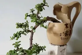 家里的这些“破烂”别扔，做成小花盆，个性又时尚，谁见谁夸图片