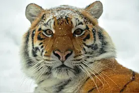 老虎杀牛三绝技，牤牛搏虎两犄角｜长白山麓虎年除夕虎牛大战图片