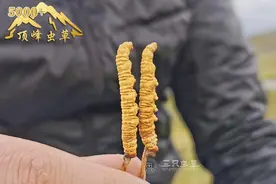 冬虫夏草是什么味道的才正宗图片