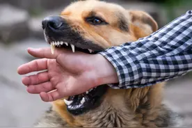 狂犬病为什么致死率100%？河南9岁小男孩，发病仅5天就去世图片
