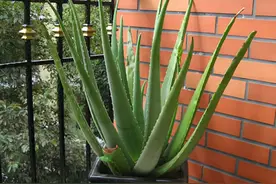 养盆大芦荟，就像“小药箱”，掰个叶子抹抹脸，又白又漂亮图片