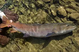 在哲罗鱼的人工繁育过程中，不同饵料对鱼苗的生长会带来什么影响图片