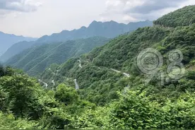 野猴出没！杭州一男子骑摩托跑山被咬伤图片