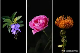 用手机拍花朵照片，黑背景咋拍摄，专业模式摄影参数怎么调图片