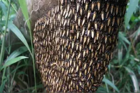 夏天采割排蜂蜜，海南琼中山里的顶级蜂蜜，海南的杀人蜂图片