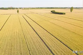 保定市“三夏”大幕即将拉开 麦田千重浪 农机备战忙图片