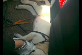 网友拼车遇到特别的乘客，一只3个月大的拉布拉多，太乖巧了吧图片