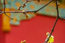 简单的竖向构图，一束花枝也能拍出非凡美感图片