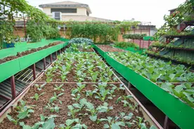 别出心裁！越南男子在房顶建造菜园，在城市里实现了种菜自由图片