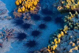 “巨型海胆”入侵澳洲海岸，数量超2000万，把海底森林都啃光了?图片