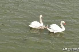 保护天鹅 守望幸福图片
