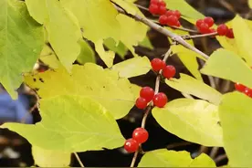 「格数观典•每日一典」善禁者先禁其身而后人，不善禁者先禁人…图片