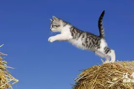 被猫讨厌的理由图片