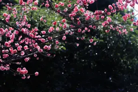 山城好春光 乘着这班“最美”公交赏花去图片