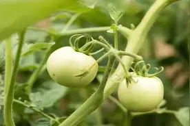 这4种蔬菜，吃不得图片