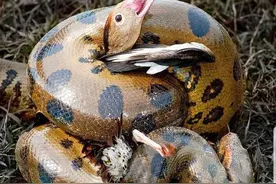 29张惨烈生物照：鲸鱼惨遭螺旋桨切片，鸭子被蛇缠断全身骨头图片
