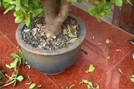 玉树喜阴还是喜阳？很多人弄错了，难怪不开花图片