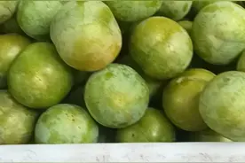 走下神坛的蜂糖李图片