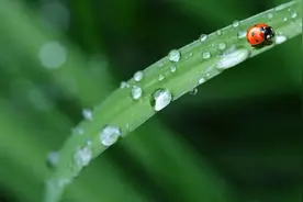 谷雨：萍水相逢，雨生百谷！图片