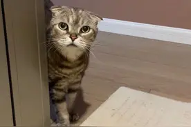 喵星人顺拐是个问题吗？图片