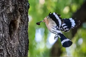 “棺材鸟”戴胜有多臭？在粪便中长大，臭味熏天为啥还是吉祥鸟？图片