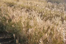 从生理学的角度看人体的构成图片