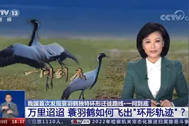 我国首次发现！颜值最高“闺秀鹤”翻越“世界屋脊”！教授揭秘！央视直击！图片