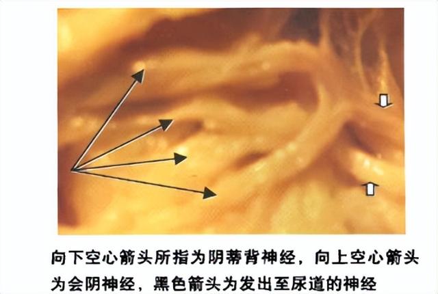阴蒂瘙痒用什么药好（阴蒂痛的病因及对策）