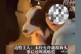 武展星光集市网红强行摸边牧被咬伤后续，主办方竟让狗主人打借条图片