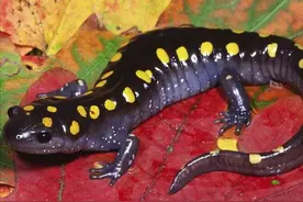 海关截获232只活体蝾螈！究竟有多危险？“不死之身”该如何销毁图片