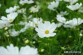 欧洲花园的春种，你能认出几个品种呢？图片