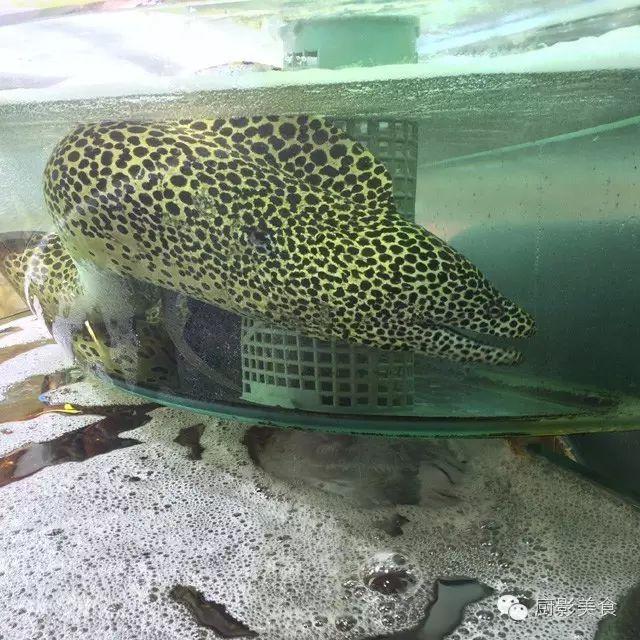 40头的花胶是几级 2025年花胶40头是什么意思?