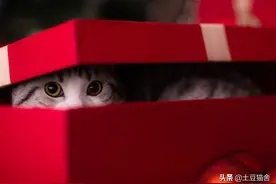 养宠小课堂：猫咪要不要做绝育图片