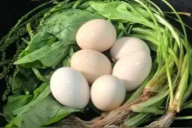 车前草煮鸡蛋作用厉害了，很多人不知道它的好处，老人知道要收藏图片