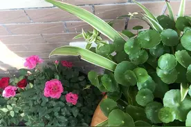 6种喜阴花，室内没阳光，反而长得旺，摆在家里，高端大气上档次图片