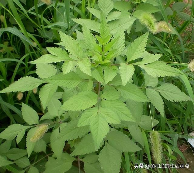 踏春必备“百草图”之三，身边那些有价值的野草，你能认识几种？