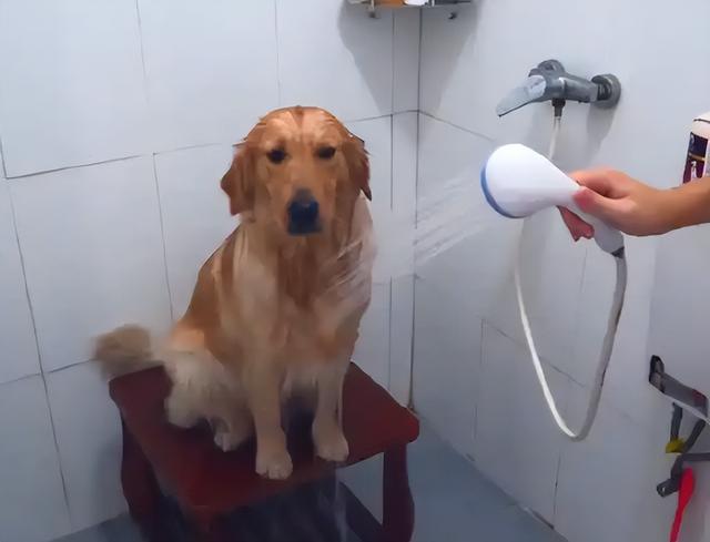 金毛犬掉毛是怎么回事?真相来了