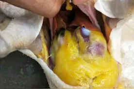 杀鸡时，肚子里有一块“黄油”常被丢掉，殊不知是个宝，涨知识了图片