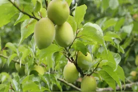 广西大新：青梅挂满枝 果农喜丰收图片