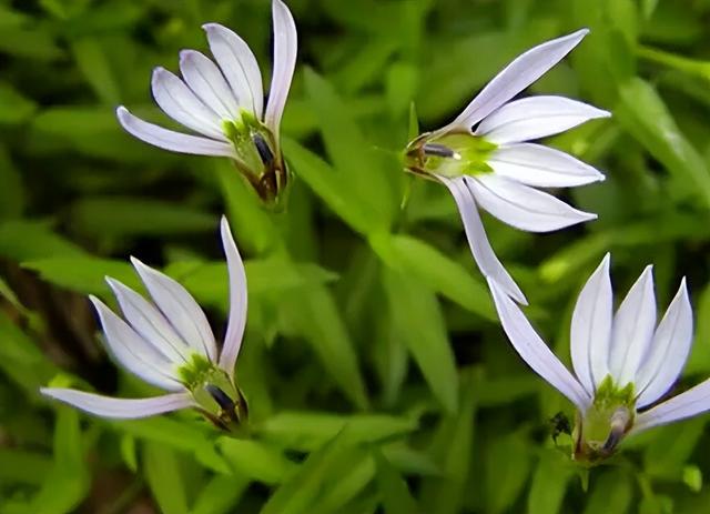 奇特植物半边莲,花只开半边,长得纤小却是毒蛇克星,遇到别不识