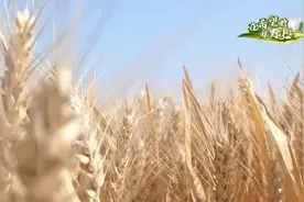 大国“粮”策｜各地推进绿色方式 力促小麦稳产提质图片